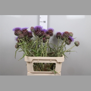Cynara Sc Opal