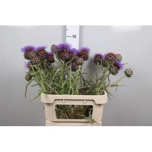 Cynara Sc Opal