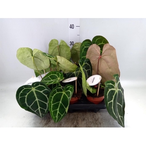 Anthurium   ...