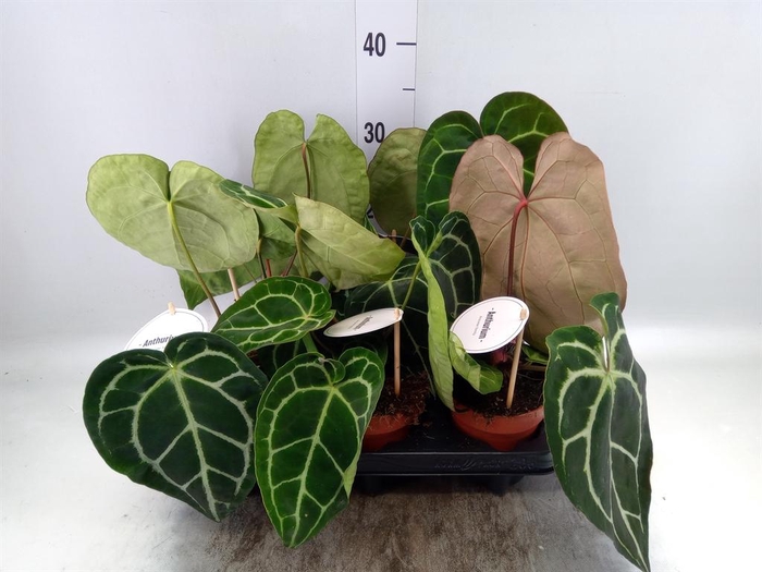 <h4>Anthurium   ...</h4>