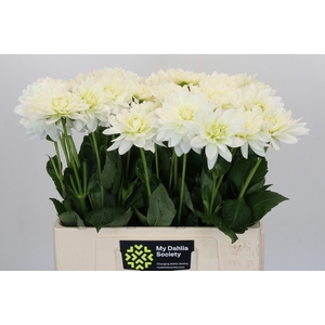 Dahlia Karma M. Zwaan