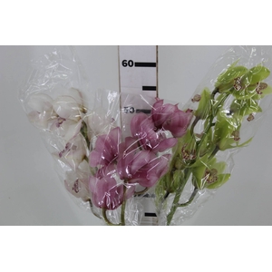 CYMBIDIUM HA 5/9 FLS