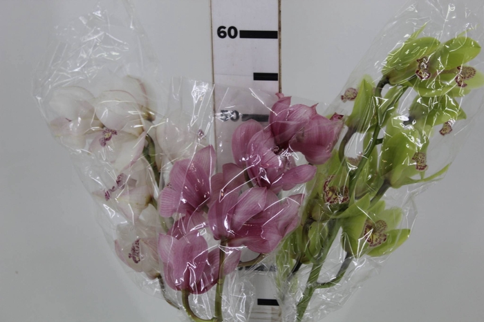 CYMBIDIUM HA 5/9 FLS