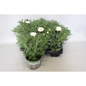 Argyranthemum aramaris Mega White