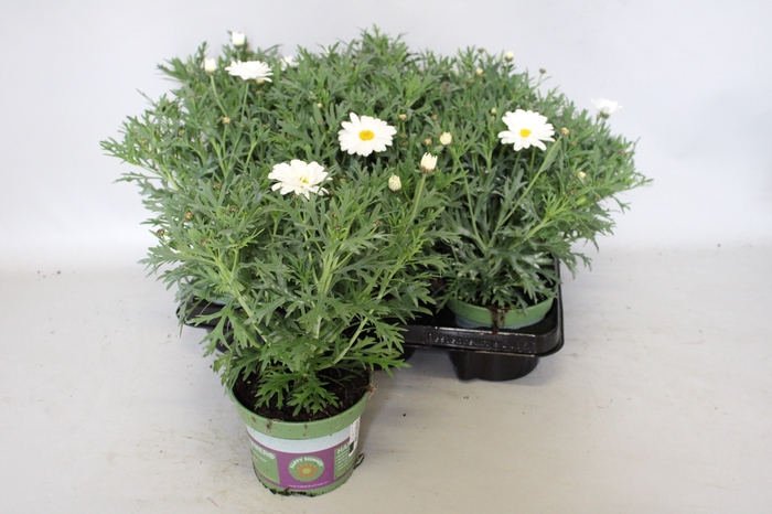 <h4>Argyranthemum aramaris Mega White</h4>