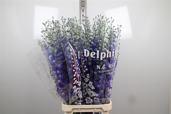 <h4>Delph Du Dewi Blue Star</h4>