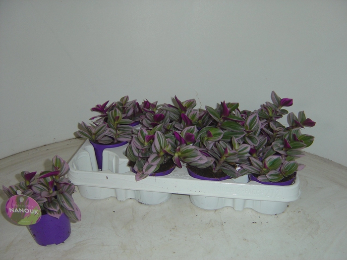 <h4>TRAD CE NANOUK</h4>