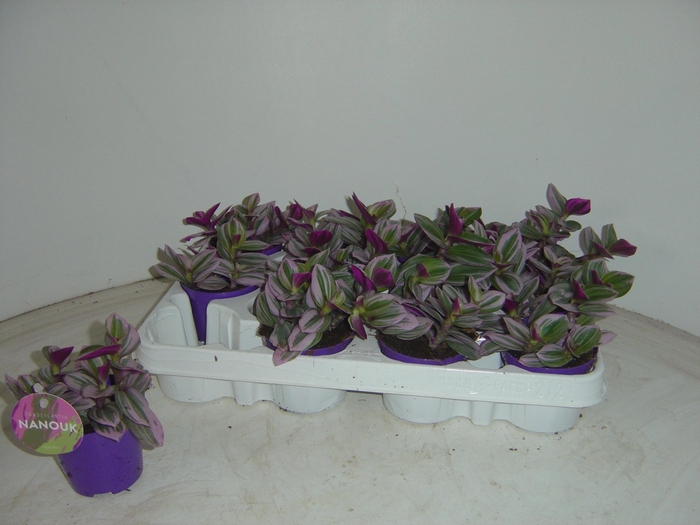 <h4>TRAD CE NANOUK</h4>