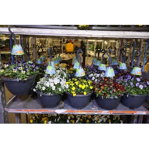 Vio Co End Mixk In Hangpot