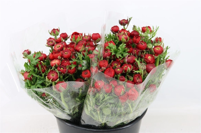 <h4>Ran Elegance Red</h4>