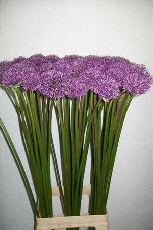 <h4>Allium Gladiator</h4>