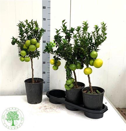 <h4>Citr Au Chinotto 8 Fruits</h4>