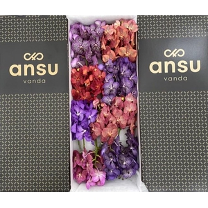 Vanda mix X16