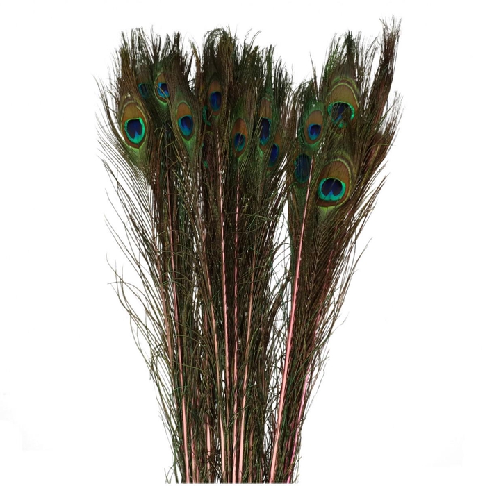 <h4>Feathers Peacock 100cm</h4>