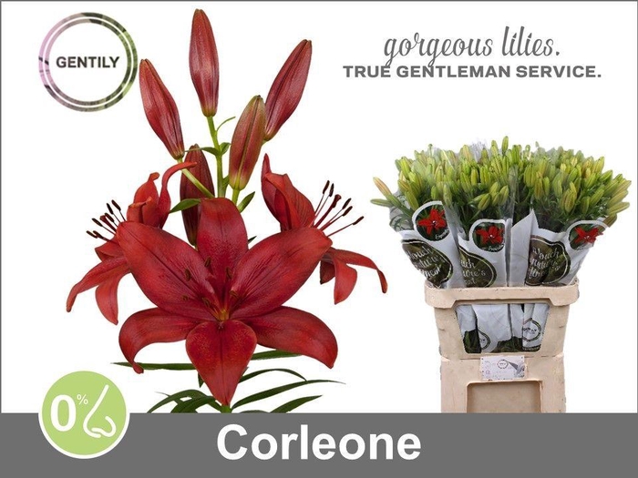 <h4>Li La Corleone 4+</h4>