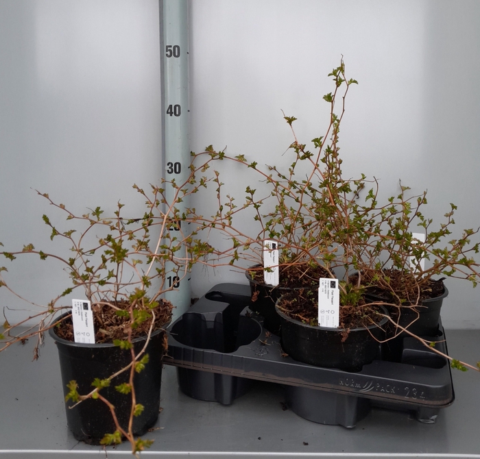 <h4>STEP INC CRISPA</h4>