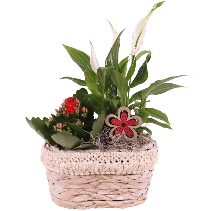 <h4>Opm Summer Arr. Indoor Willow Pot Oval Frills</h4>