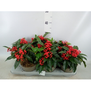 Skimmia jap. ssp  reevesiana