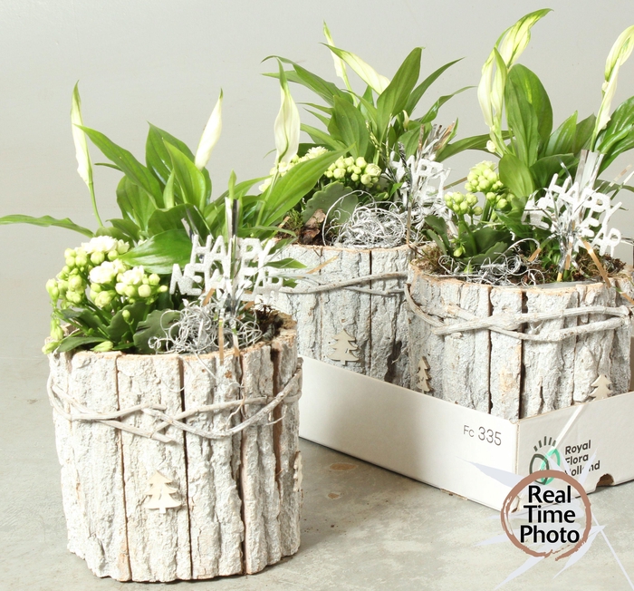 <h4>ARR KAMERPL</h4>