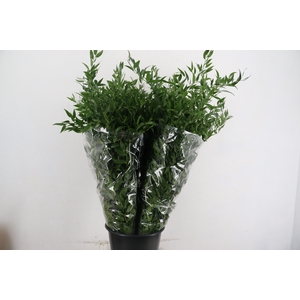 RUSCUS DANAE RACEMOSA X4 STEM
