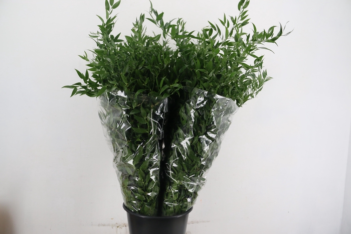 <h4>RUSCUS DANAE RACEMOSA X4 STEM</h4>