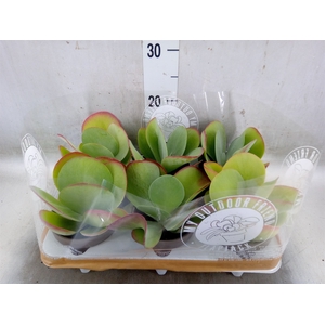 Kalanchoe NF thyrsiflora