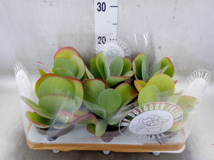 <h4>Kalanchoe NF thyrsiflora</h4>