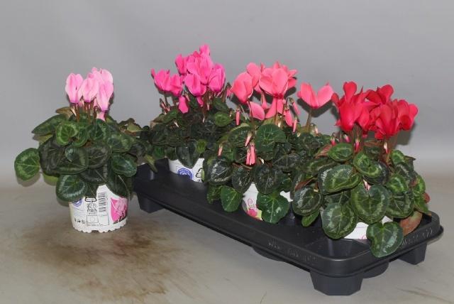 <h4>CYCL GR SUP XL</h4>