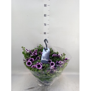 Petunia  'Surfinia'   ...