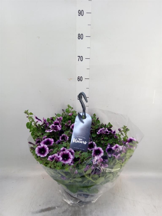 <h4>Petunia  'Surfinia'   ...</h4>