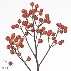 Rose Fruttuosa Bs