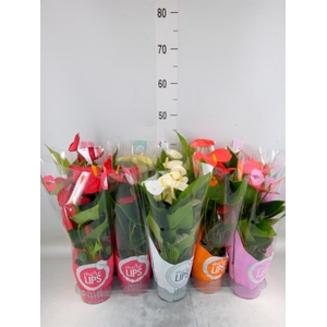 Anthurium   ...mix