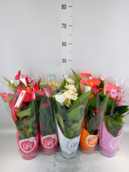 <h4>Anthurium ...mix</h4>