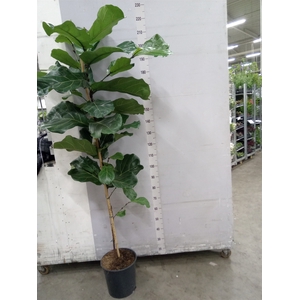 Ficus lyrata