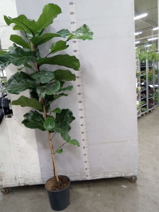 <h4>Ficus lyrata</h4>