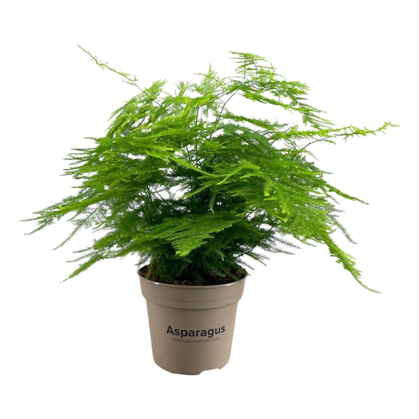 <h4>Asparagus Setaceus</h4>