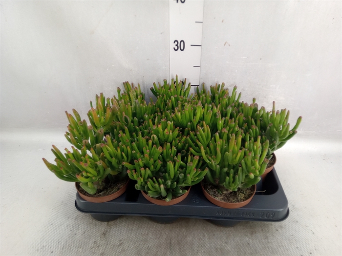 Crassula ovata 'Hobbit'