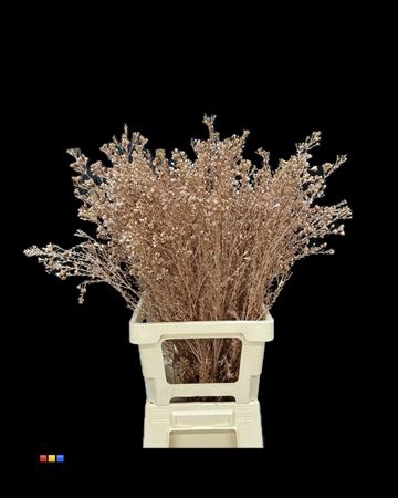 Waxflower Copper