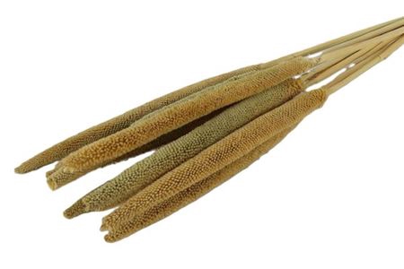 Dried Babala Naturel 10pcs Bunch