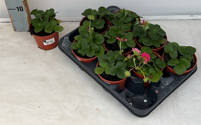 <h4>FRAG SB CHERRY BLOSS</h4>
