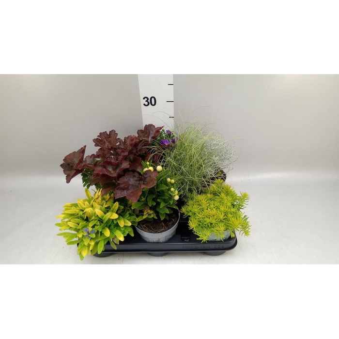 <h4>Vaste pltn   ...mix 6  [Perennials]</h4>