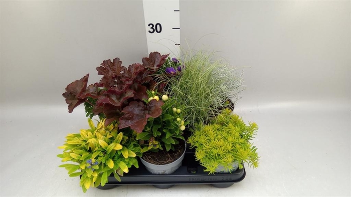 Vaste pltn   ...mix 6  [Perennials]