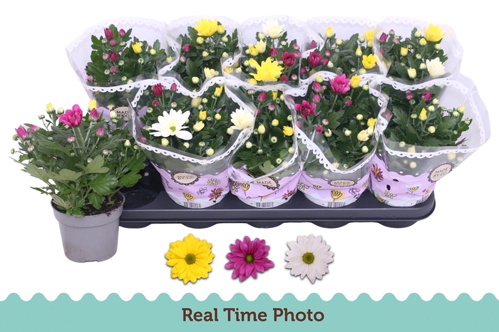 <h4>CHRYS GEM IN POT</h4>