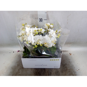 Phalaenopsis multi.   ...white