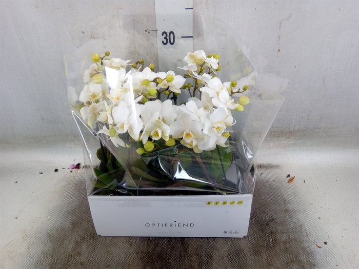 <h4>Phalaenopsis multi.   ...white</h4>
