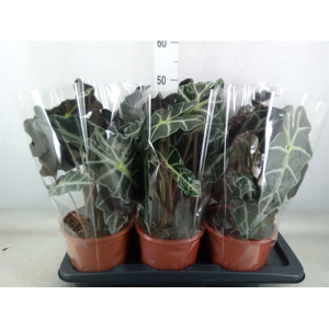 Alocasia amazonica 'Polly'