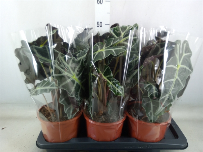 <h4>Alocasia amazonica 'Polly'</h4>