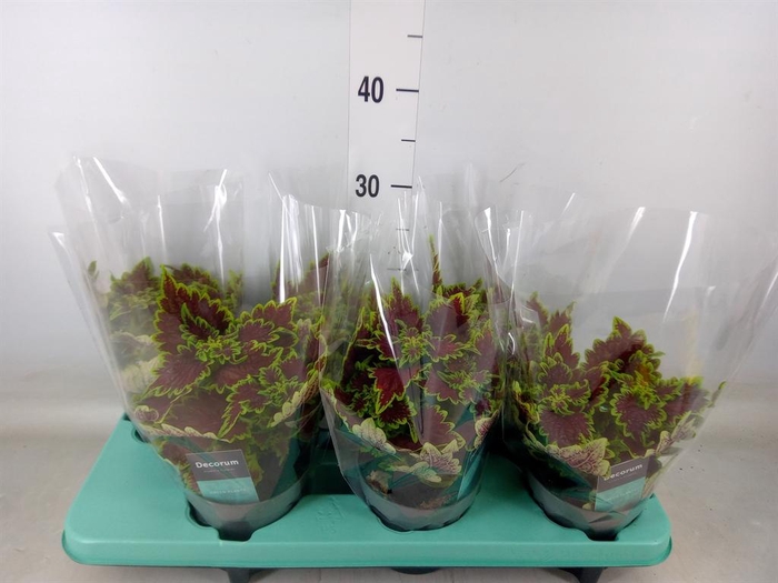 <h4>Plectranthus col. 'MSt Ruby Road'</h4>