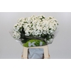Dianthus Br Kiwi Bunny XXL