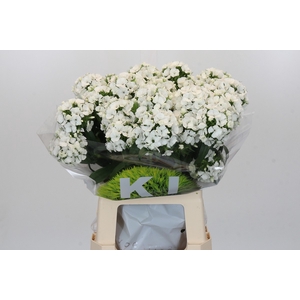 Dianthus Br Kiwi Bunny